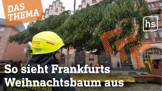 Frankfurter kritisch: Kann der Baum dieses Jahr überzeugen? | hessenschau DAS THEMA