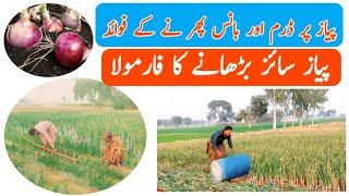 Onion| Payaz Nursery |profitable Crop| jadeed Farming information Dram and Bans...