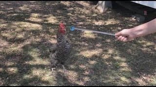 How to target train your chickens!