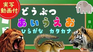 【動物あいうえお】子供向け  どうぶつのなまえをおぼえよう！ライオン、ゾウ、キリン、カバ【実写動画】