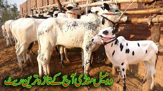 Today Domail Mandi Fatehjang Rate’s update22 Nov2024-Part01Sunny Video Fateh Jang Cow Mandi 2024