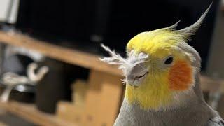 鼻毛オカメインコ