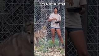 Why it’s important to keep animals in captivity  #shorts #wolf #conservation #notapet #alveus