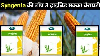 Syngenta टाॅप 3 हाइब्रिड मक्का/ Syngenta top 3 hybrid makka/ syngenta ki top 3 hybrid maize /nk6110