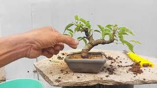 CÁCH ĐỂ LÀM MỘT CÂY SANH BONSAI MINI