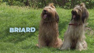 Briard Dog Breed Information 101