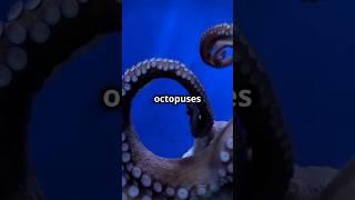 MIND-BLOWING Octopus Facts Revealed!