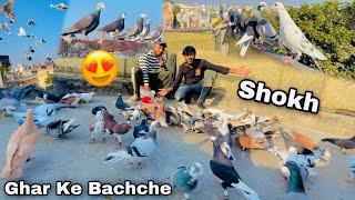 Sajan Bhai Ka Shokh | ऐसे कबूतर नहीं देखे होंगे| All New Kabooter tips and tricks