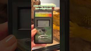 I’m teaching you how to use a Solarmeter 6.5. #beardeddragon #reptiles #solarmeter #beardeddragons