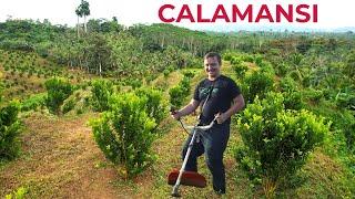 Working On My Calamansi Farm (Next Harvest Coming!)