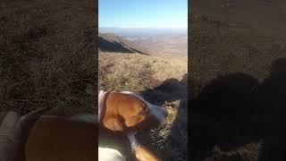 (A random passerby) Cute dog is chilling on the mountain