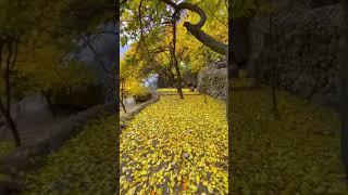 Gilgit Baltistan Autumn #gilgitbaltistan #hunza #hunzavalley #altitfort #skardu #balochistan