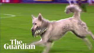 Pooch invader: dog disrupts match and steals football boot in Bolivia