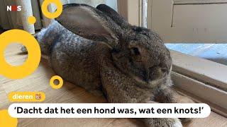 Mega-konijn Guus populair in de buurt én op Instagram 