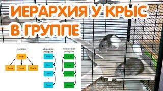 Иерархия у крыс в группе