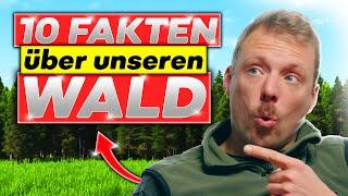 10 Dinge, die du über den Wald noch nicht wusstest