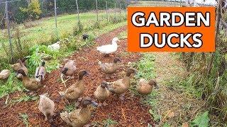 Ducks for Pest Management in the Garden