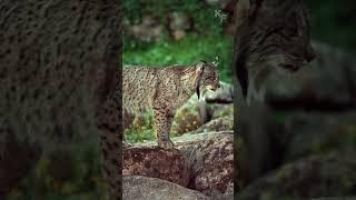 The Rare and Elusive Iberian Lynx: The Iberian Lynx’s Remarkable Hunting Skills in Action