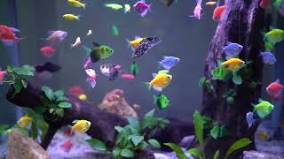 Glow Tetra Curved Fish Tank Sri Lanka