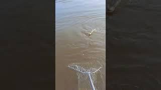 07.10.2023 Первая шука, Нанайский район, Хабаровский край