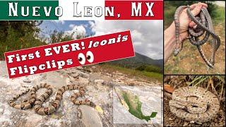 Herping Mexico! My first ever Lampropeltis under a rock! 5 flavors of leonis, and morulus under tin!