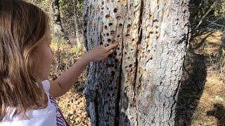 How The Woodpecker Traps it’s Prey/Rori’s Explanation