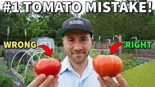 You're Picking Tomatoes WRONG: NEVER Vine Ripen A Tomato Again!