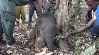 A lost baby elephant being saved by a group of new friends