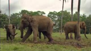 Chandani Und Ihr Elefant Trailer 2010 2011 German Deutsch Film Neu