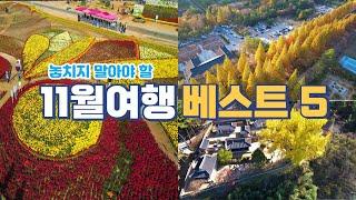 국내여행/가장 좋아하는 가을여행지 추천/국화축제, 은행, 단풍, 메타스퀘어, 베스트/24년 11월에 놓치지 말아야 할 곳