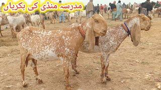 madrasa bakra Mandi latest update makhi cheeni baccho wali bakriyan Ajmal TV Hasilpur 03086171529