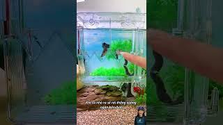 Chăm cá bảy màu với hộp cách ly 2 ngăn khoang lớn giúp cá nhỏ phát triển tốt #aquarium #shorts