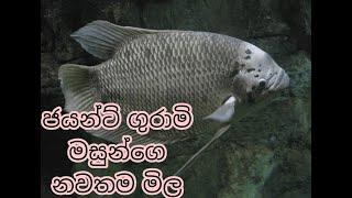 giant gourami fish price 2022