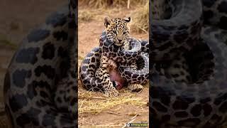 The baby leopard did not know the python was harming him