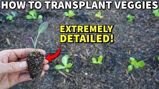 Complete Guide To TRANSPLANTING SEEDLINGS For Beginners: VERY DETAILED!