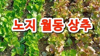 노지 월동 상추! 낙엽멀칭하다 #주말농장 #도시농부