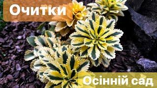 ОЧИТКИ В ОСІННЬОМУ САДУ