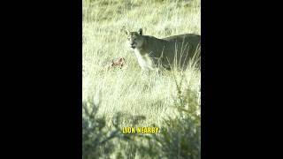 Hiker Fights Off Lion Attack With A Pickaxe!  #shorts