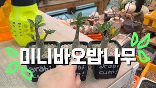 미니바오밥나무 | 잘 키우는 법 | 아데니움 아라비쿰 (Adenium arabicum)