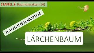 Der LÄRCHENBAUM in der Baumheilkunde - Der Mensch und die Kraft der Bescheidenheit