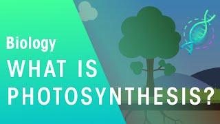 What Is Photosynthesis? | Biology | FuseSchool