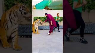 Billi Ni Ha Sher Ha  #petlover #lion #animals mian saqib #ytshorts #tiger