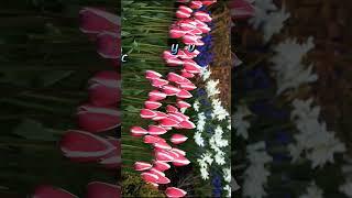 Matthew 6:25..31 Human lie more  precious than these beautiful flowers. #precious