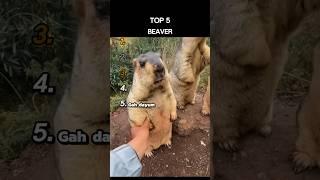 Top 5 Beaver