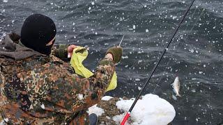 CORAL FISH HUNT FROM THE COAST IN HEAVY SNOWFALL.