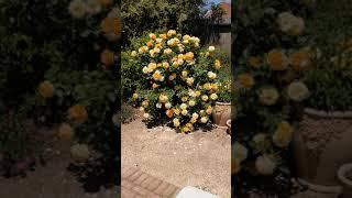 Julia Child Rose Sunning Itself