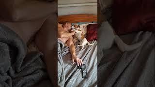 у нас всё как всегда#сонечка #jackrussel #джекрасселтерьер #shorts #dog