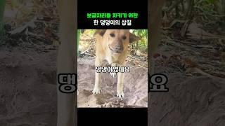 보금자리를 지키기 위한 한 댕댕이의 노동