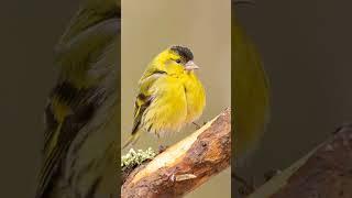 Natural wildlife photography shoot Wildlife cinematic photoshoot video #birds #wildlife #shorts