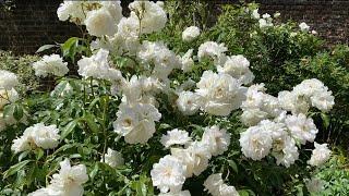 БЕЛЫЙ САД ЦВЕТОВ / WHITE GARDEN Лондон ПАРК РУКЕРИ/ THE ROOKERY